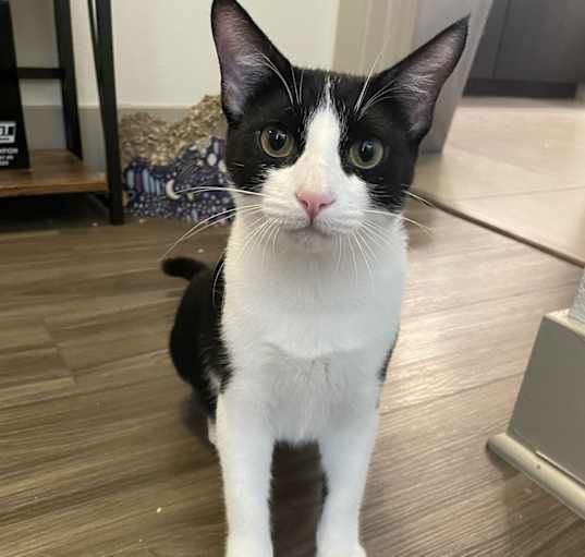 Photo of Violet
