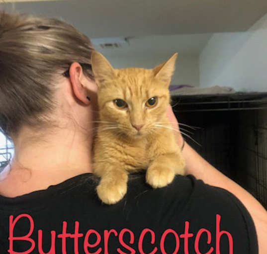 Photo of Butterscotch