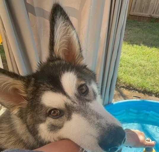 Photo of Nova