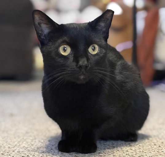 Photo of Bear