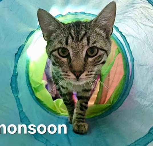 Photo of Monsoon
