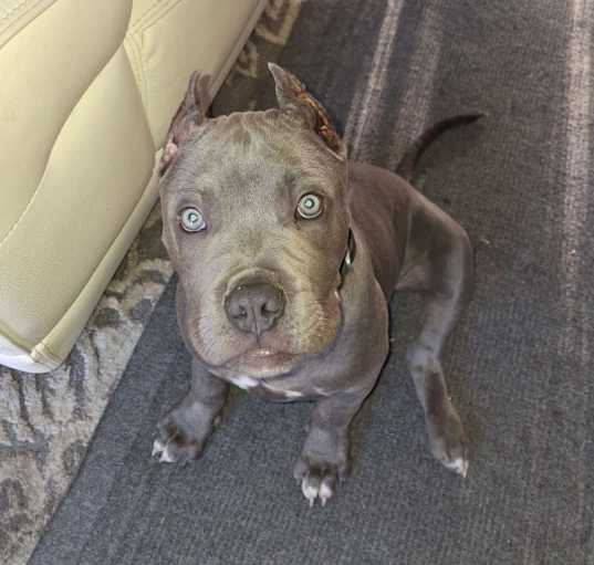 Photo of Blue