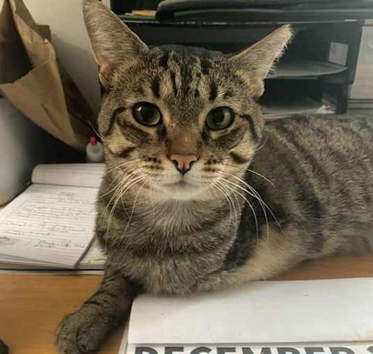 Photo of Sweet William