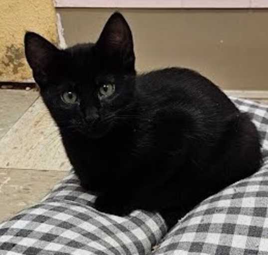 Photo of Fig