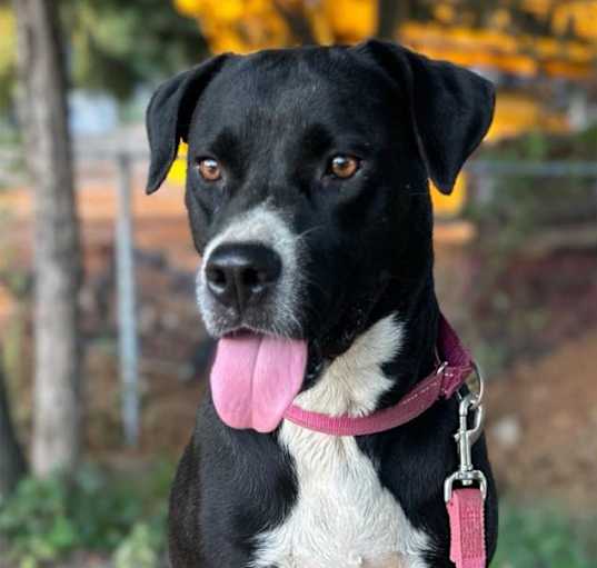 Photo of Rosie