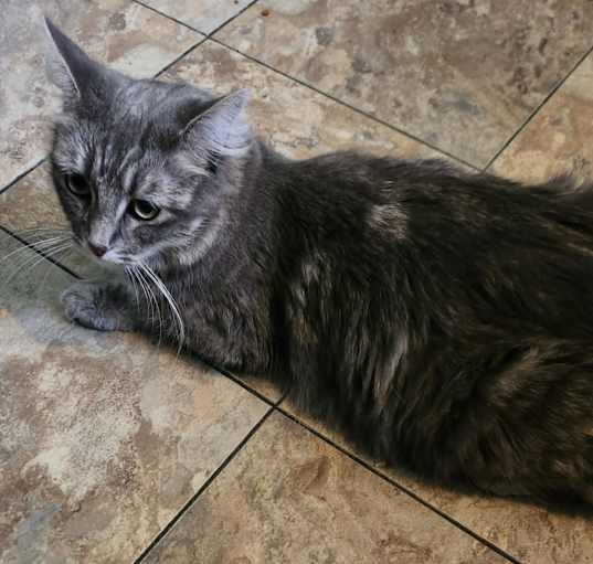 Photo of Butters
