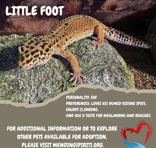 Photo of Little Foot