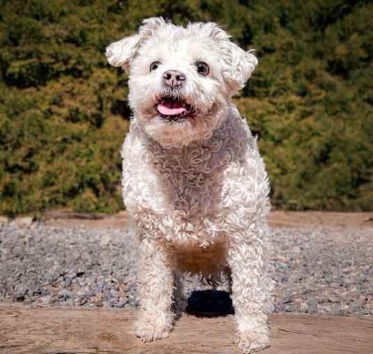 Photo of Lovely Lil Lucinda ~ Precious Poodle !