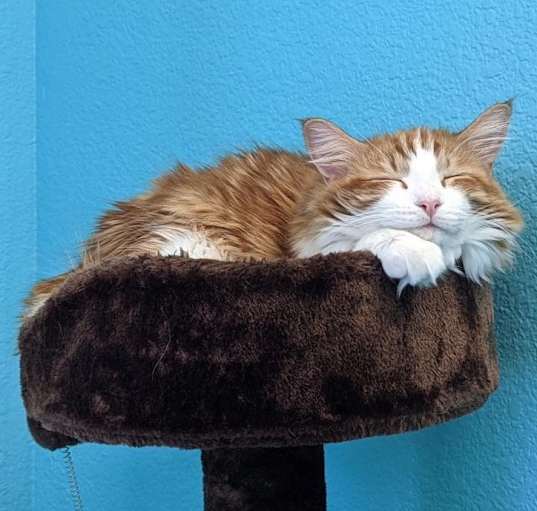 Photo of Marmalade