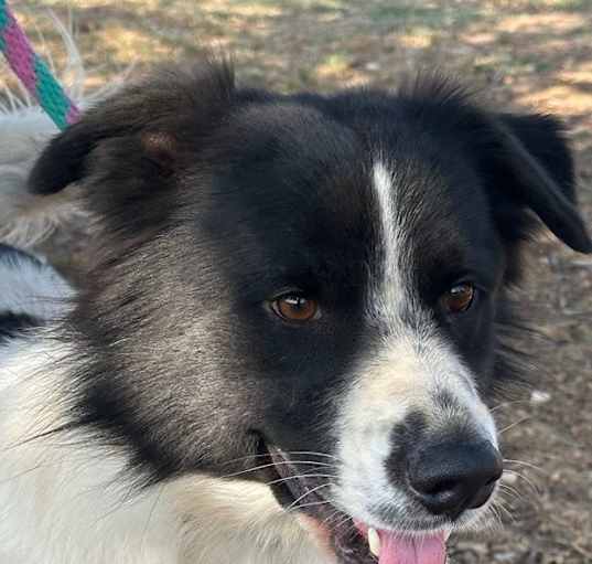 Photo of Apollo