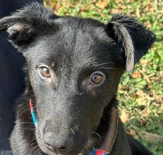 Photo of Midnight