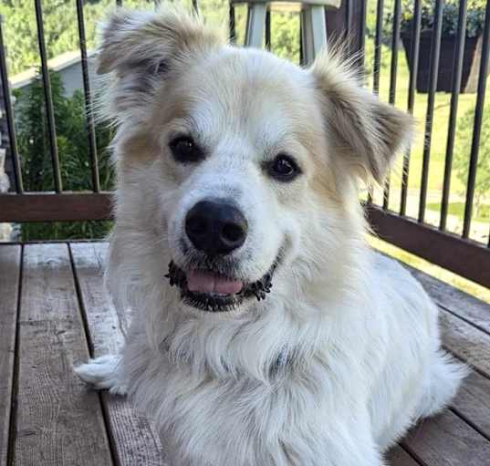 Photo of Rocky