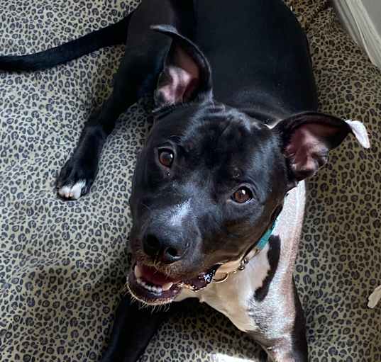 Photo of Zorro