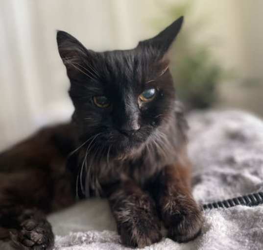 Photo of Leia