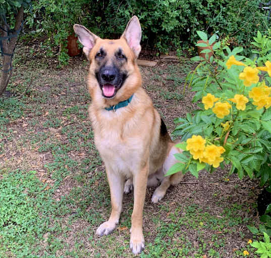 Photo of Loki