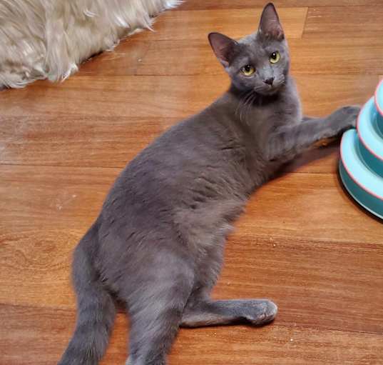 Photo of Pewter