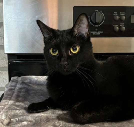 Photo of Gordita