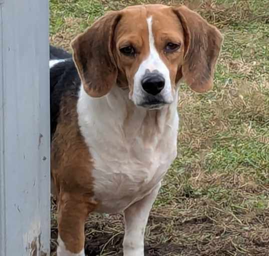 Photo of Fig