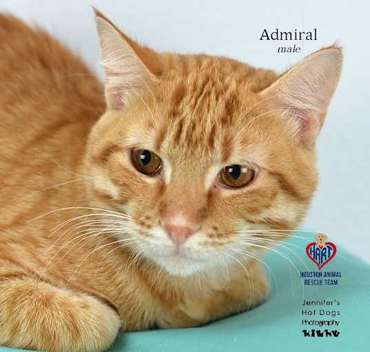 Photo of Admiral