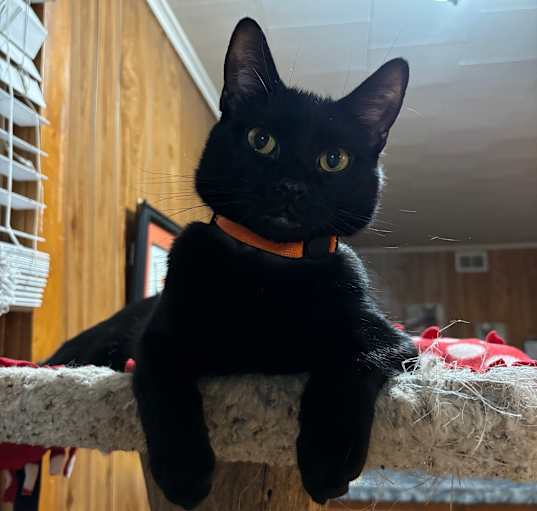 Photo of Chalupa