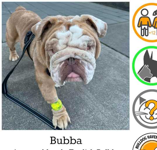 Photo of Bubba - pending
