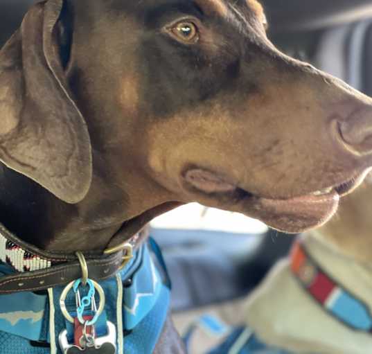 Photo of Rusty