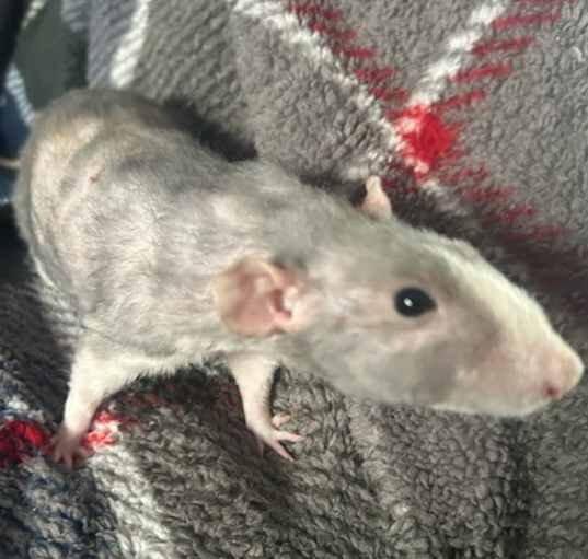 Photo of Pinky