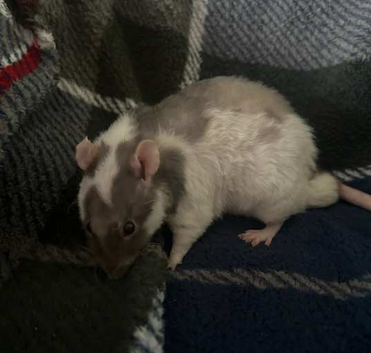 Photo of Inky