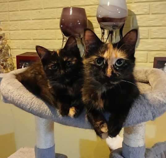 Photo of Nala and Nakia
