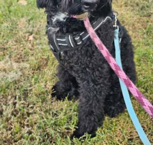 Photo of Bailey