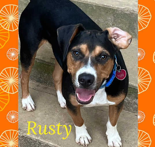 Photo of Rusty