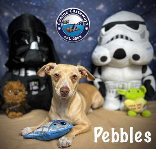 Photo of Pebbles
