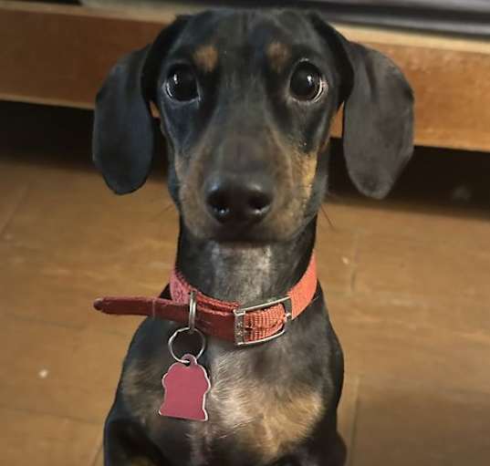 Photo of Arlo