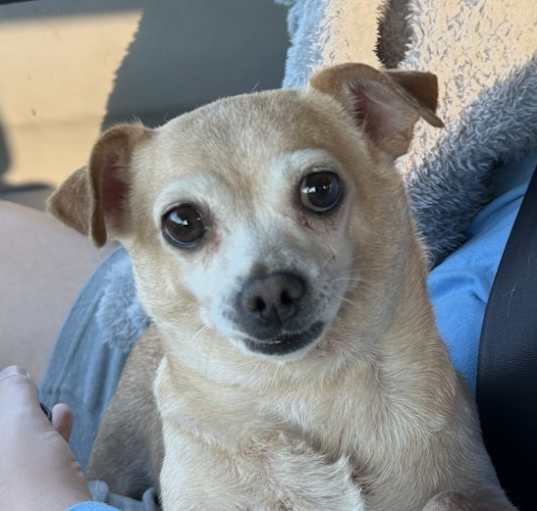 Photo of Poppy
