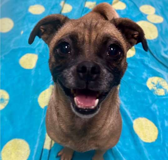 Photo of Cinnamon