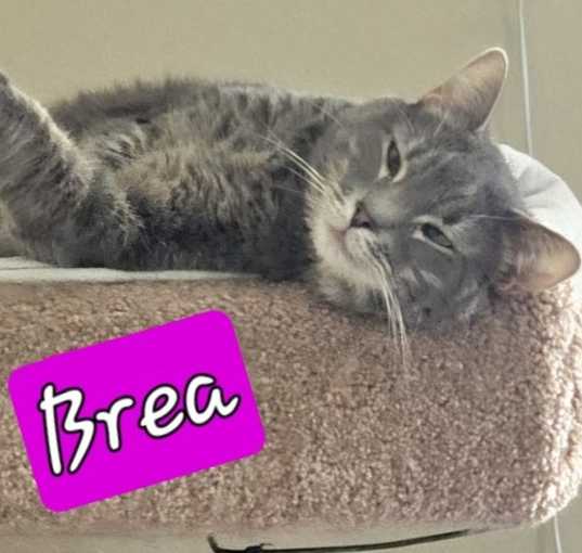 Photo of Brea