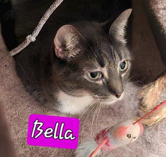 Photo of Bella.