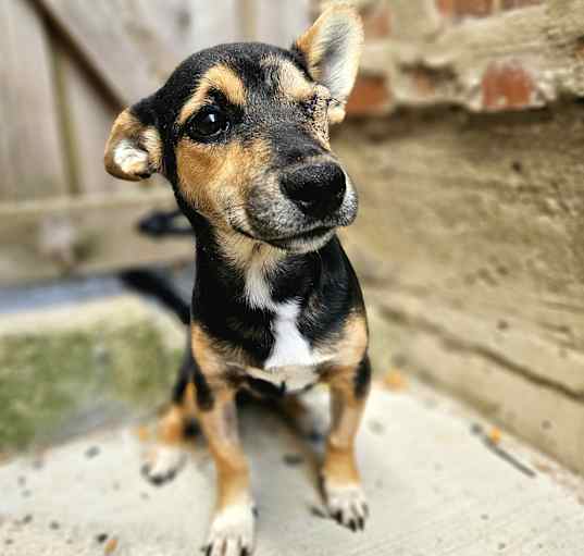 Photo of Rocco (ADOPTED!)
