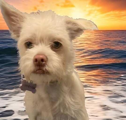 Photo of Harvey