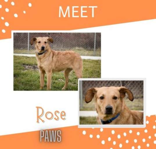 Photo of Rose