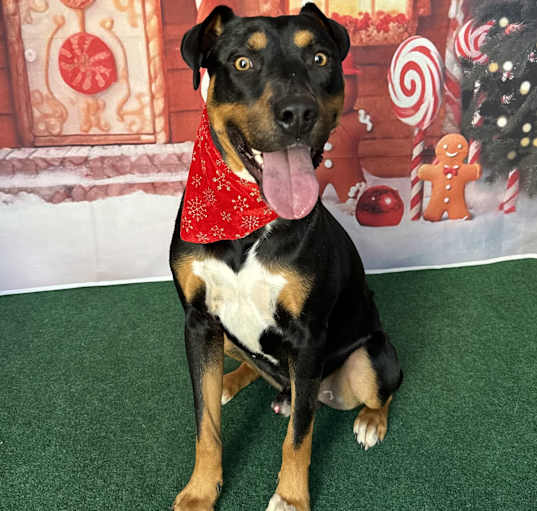 Photo of Knox