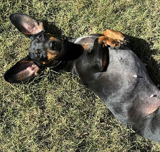 Photo of Dutches-Adoption Pending