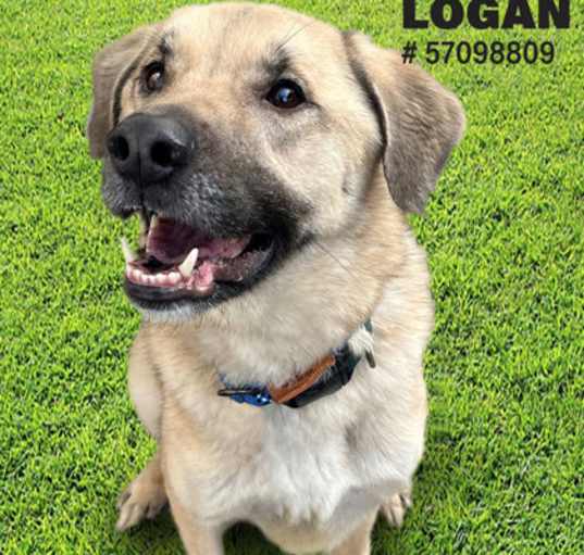 Photo of Logan