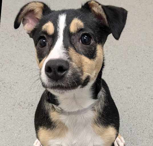 Photo of Clementine