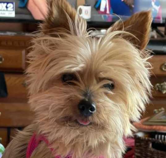 Photo of Roxie the Yorkie Cross