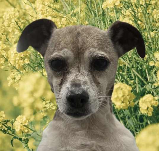 Photo of ADOPTION PENDING Slinky