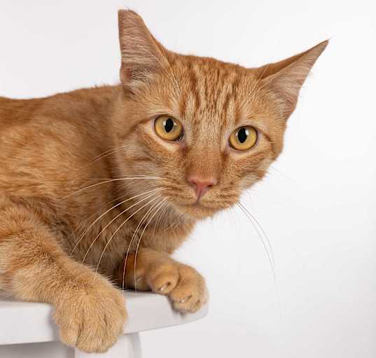 Photo of Chester