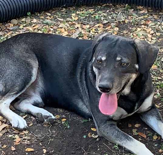 Photo of Rocky