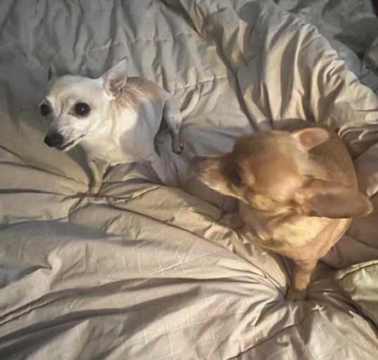 Photo of Taco and Sassy BONDED