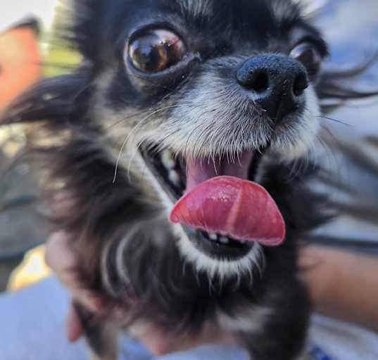 Photo of Bella